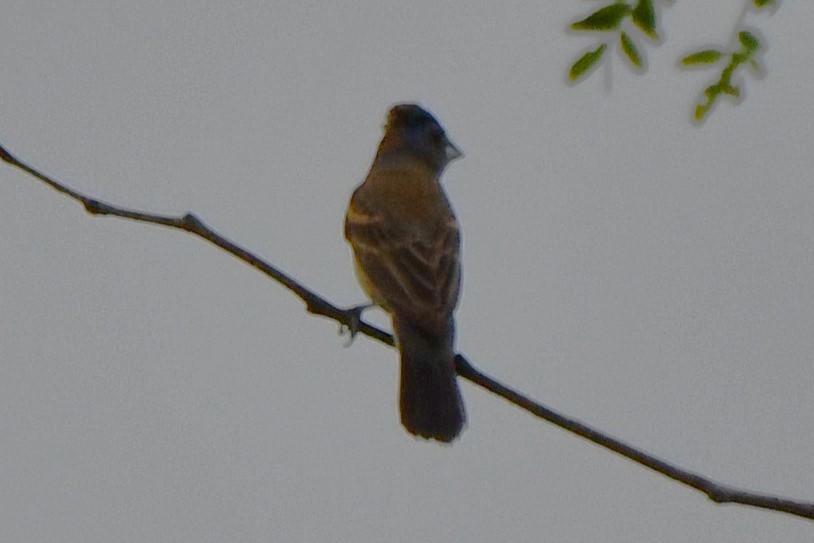 Blue Grosbeak - ML620219356