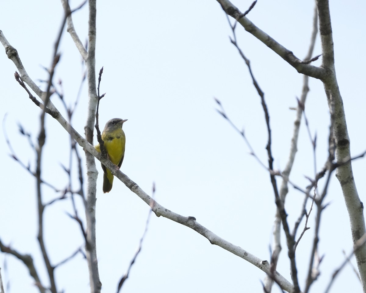 Mourning Warbler - ML620219372