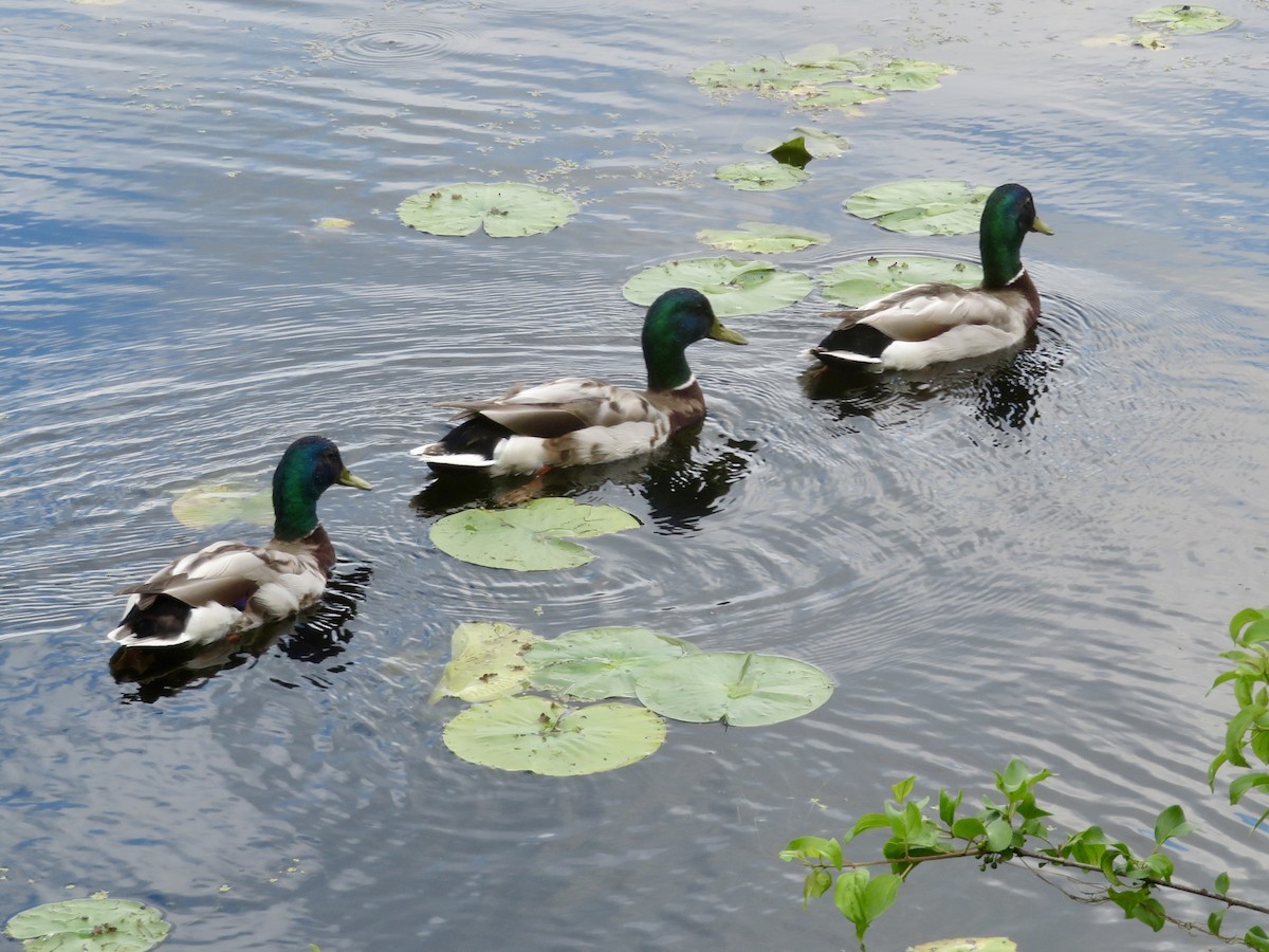 Mallard - Christine Cote