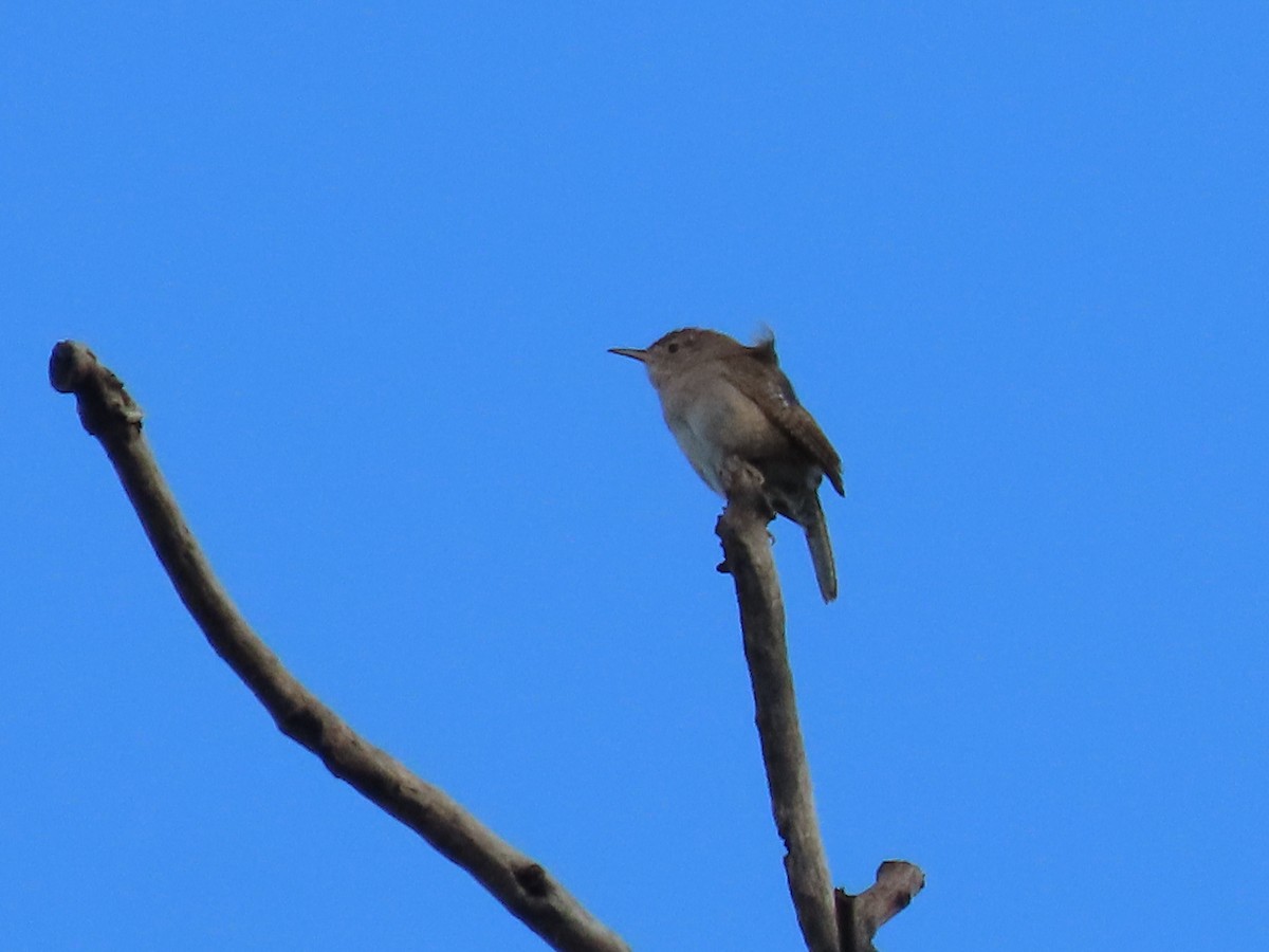 House Wren - ML620219374