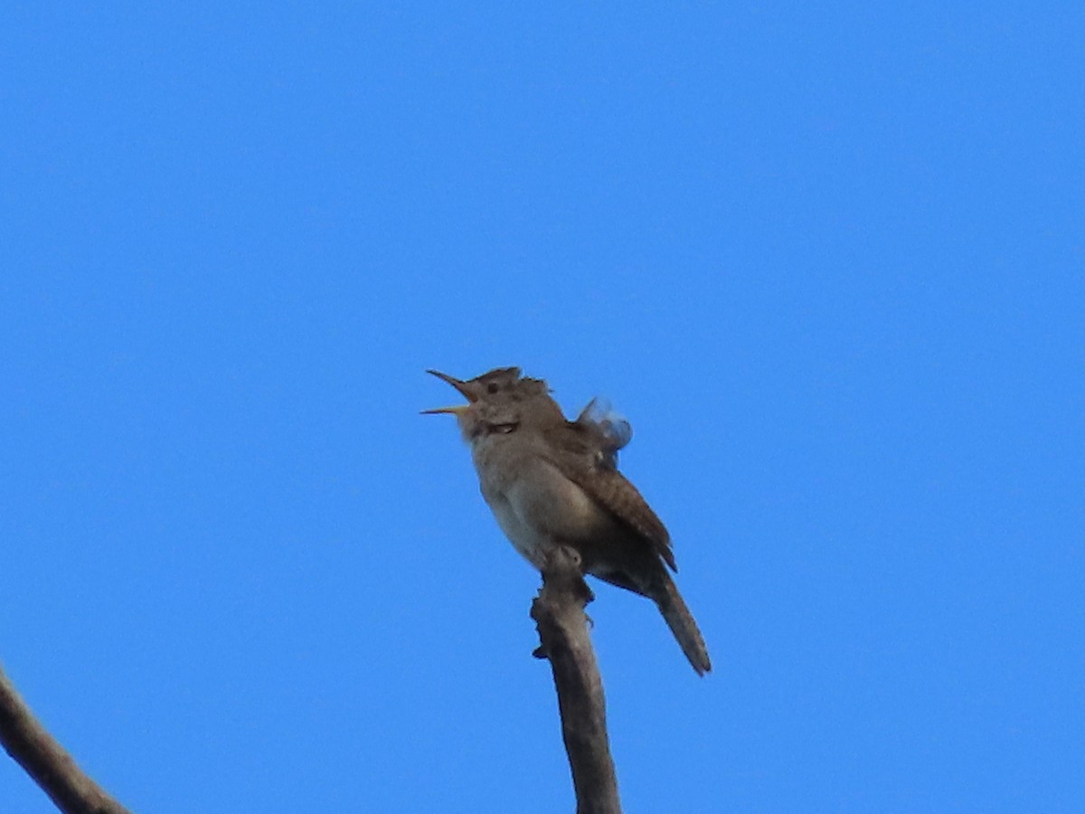 House Wren - ML620219382