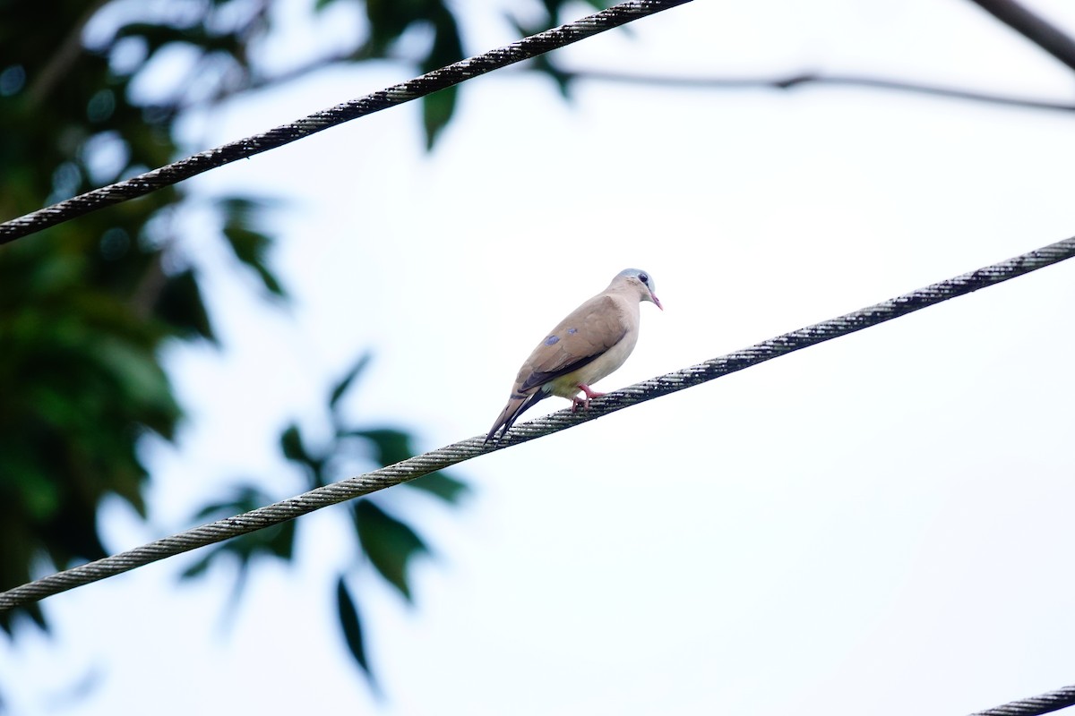 Blue-spotted Wood-Dove - ML620219385