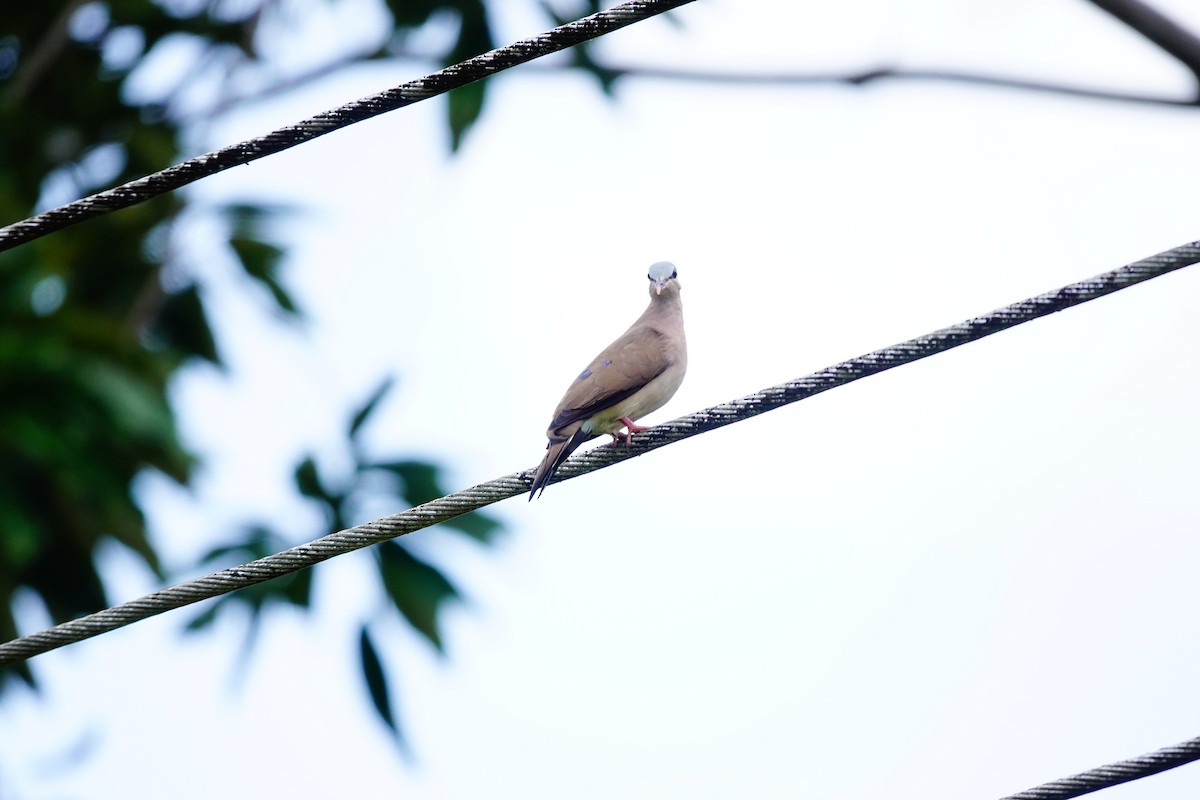 Blue-spotted Wood-Dove - ML620219386