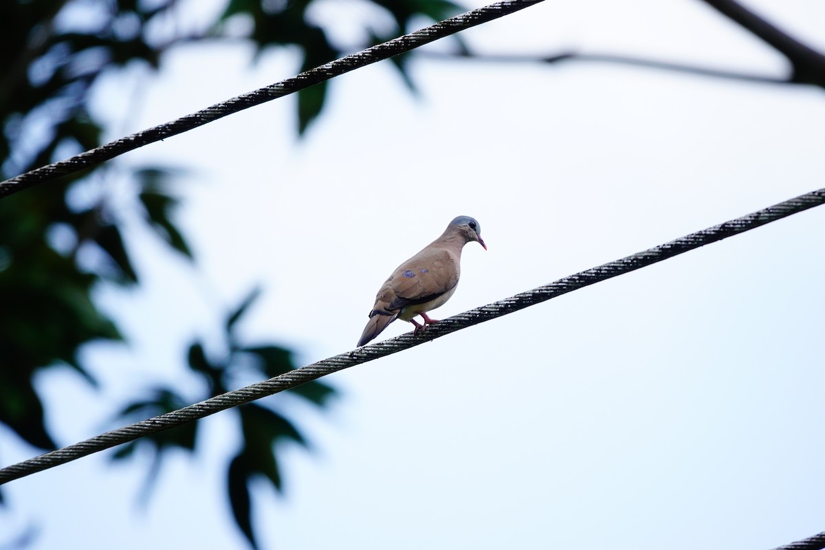 Blue-spotted Wood-Dove - ML620219387
