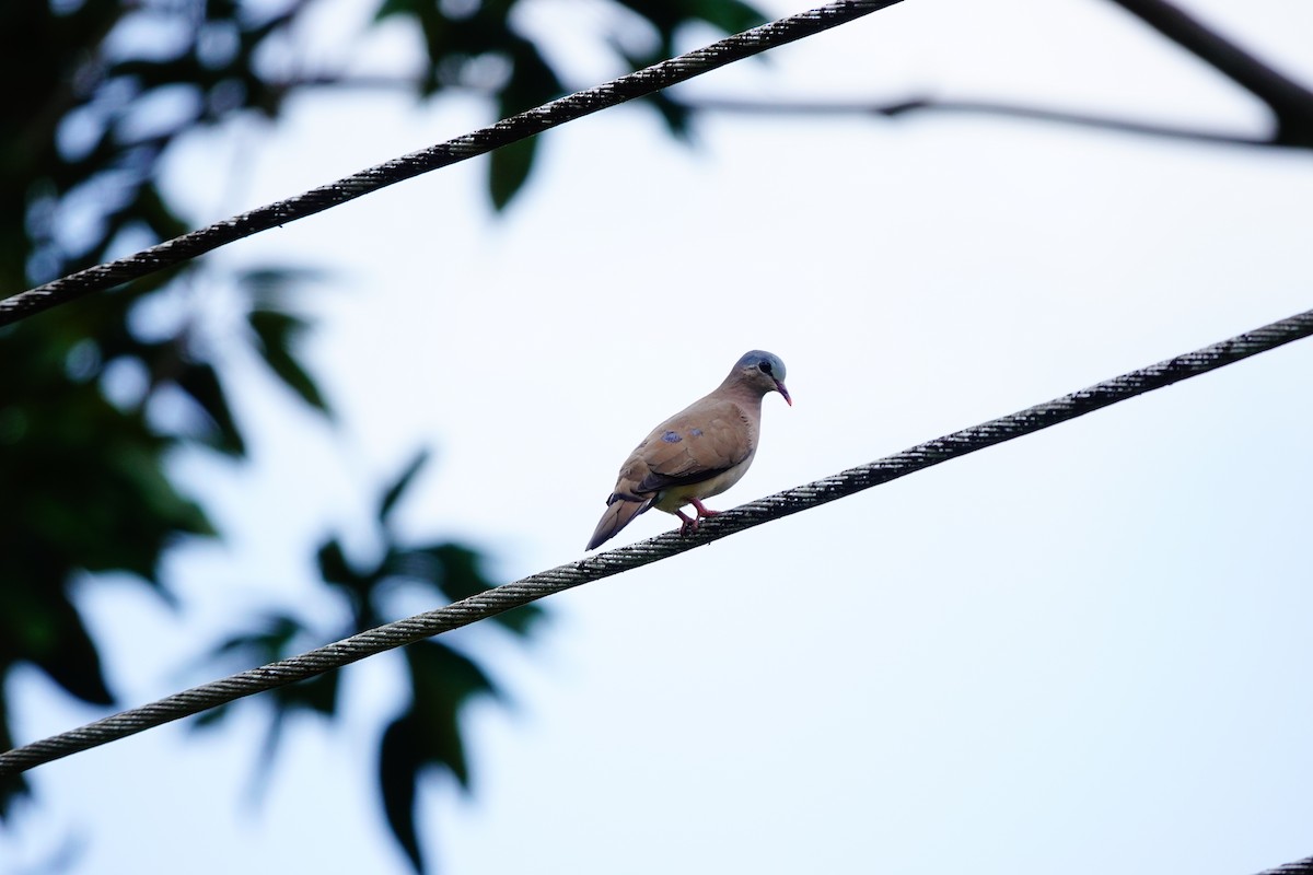 Blue-spotted Wood-Dove - ML620219388