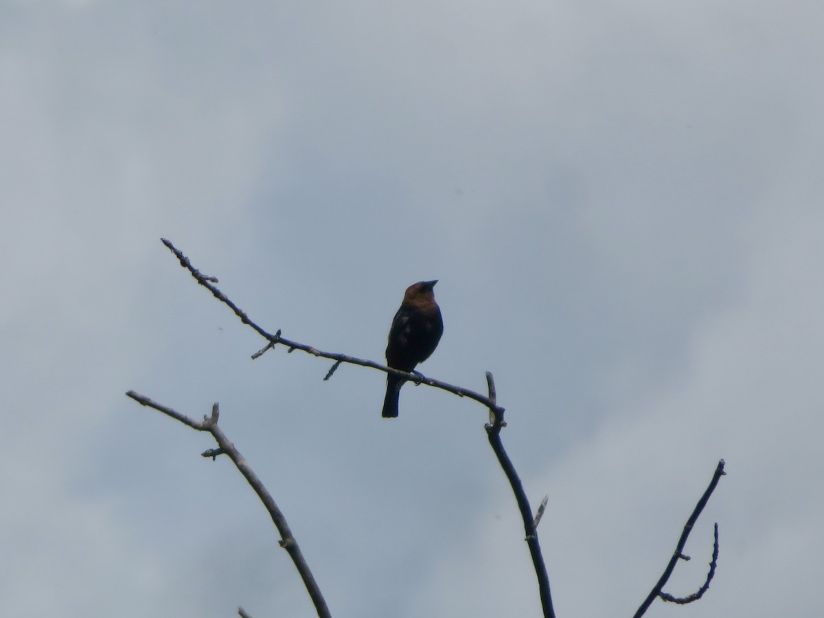 Brown-headed Cowbird - ML620219403