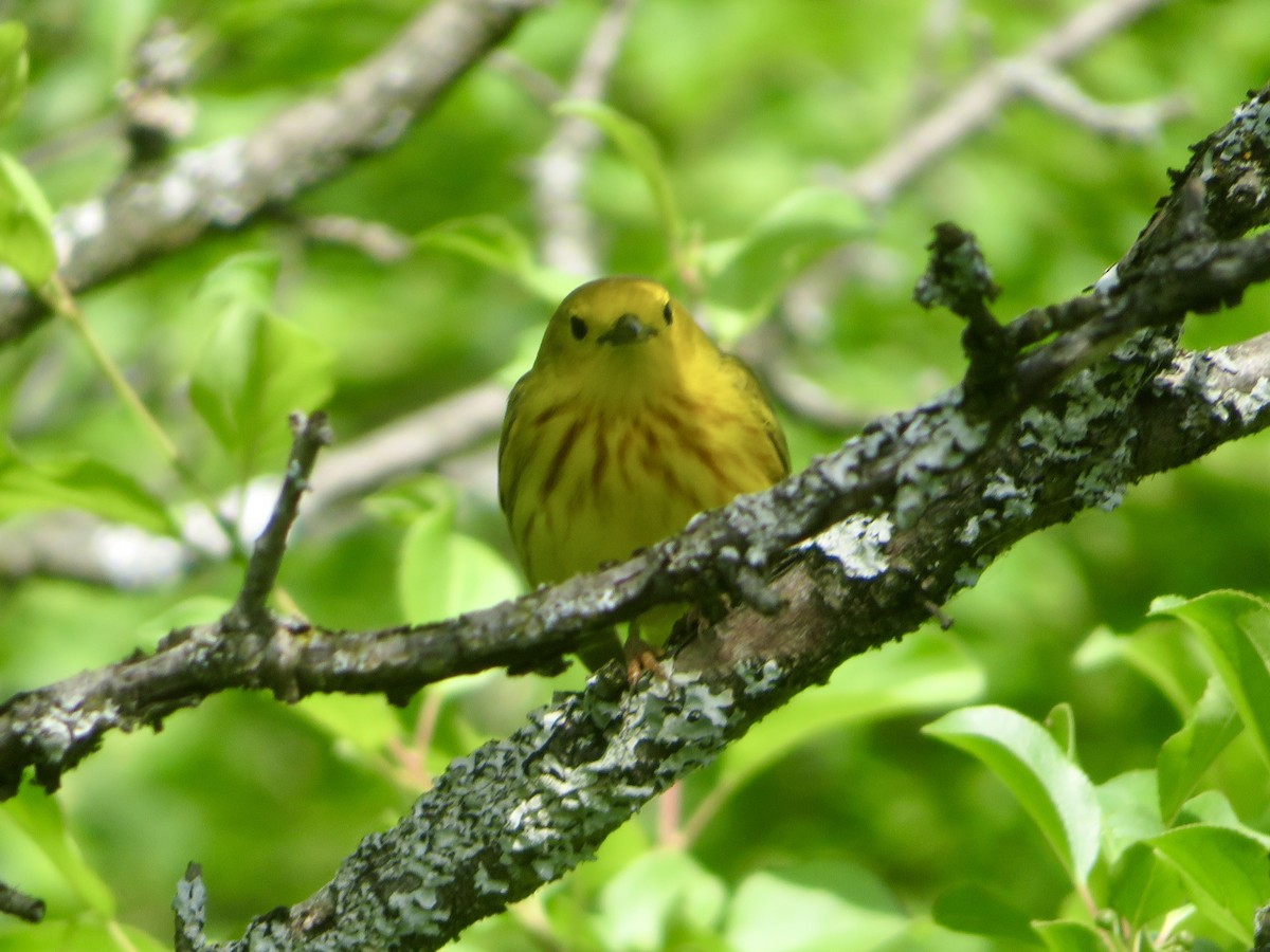 Yellow Warbler - ML620219407