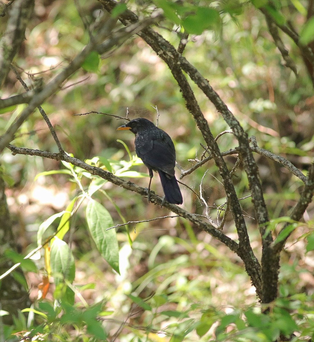 Blue Whistling-Thrush - ML620219413