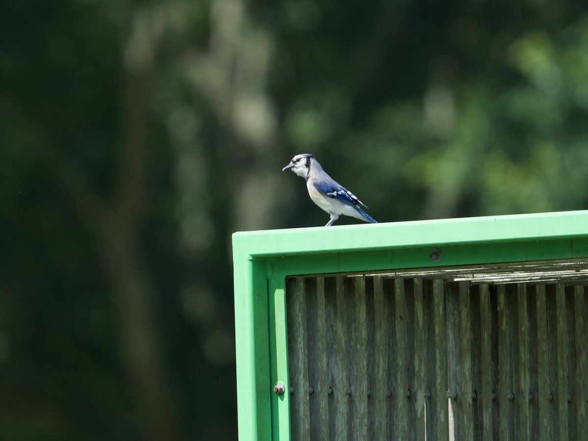 Blue Jay - ML620219416