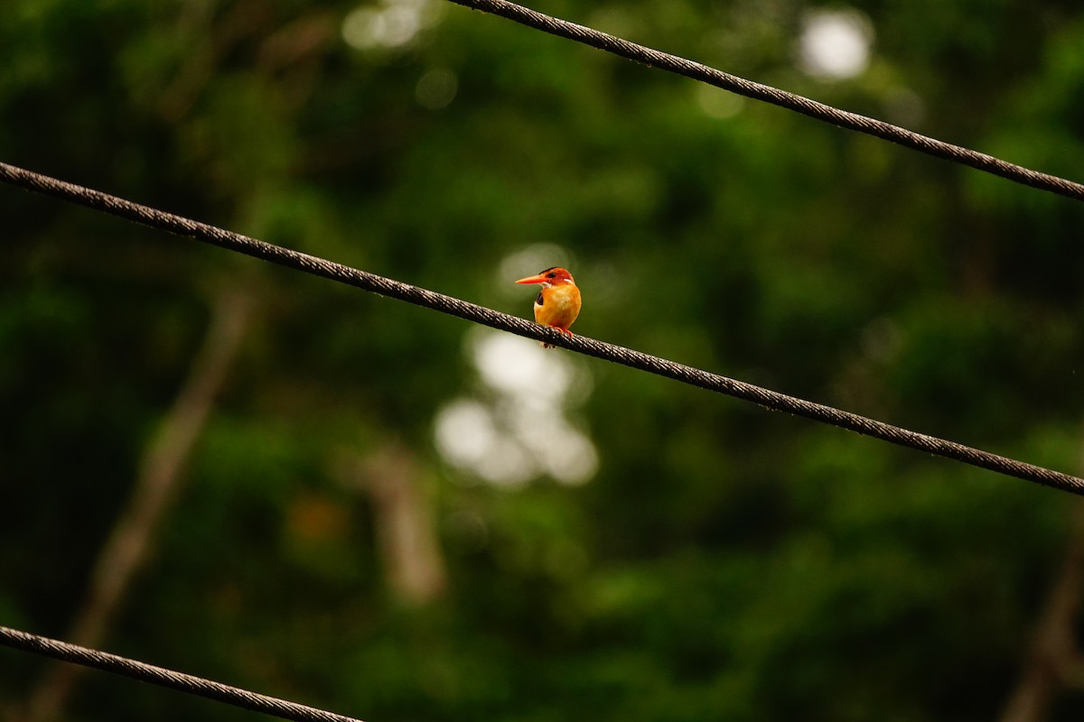 African Pygmy Kingfisher - ML620219429