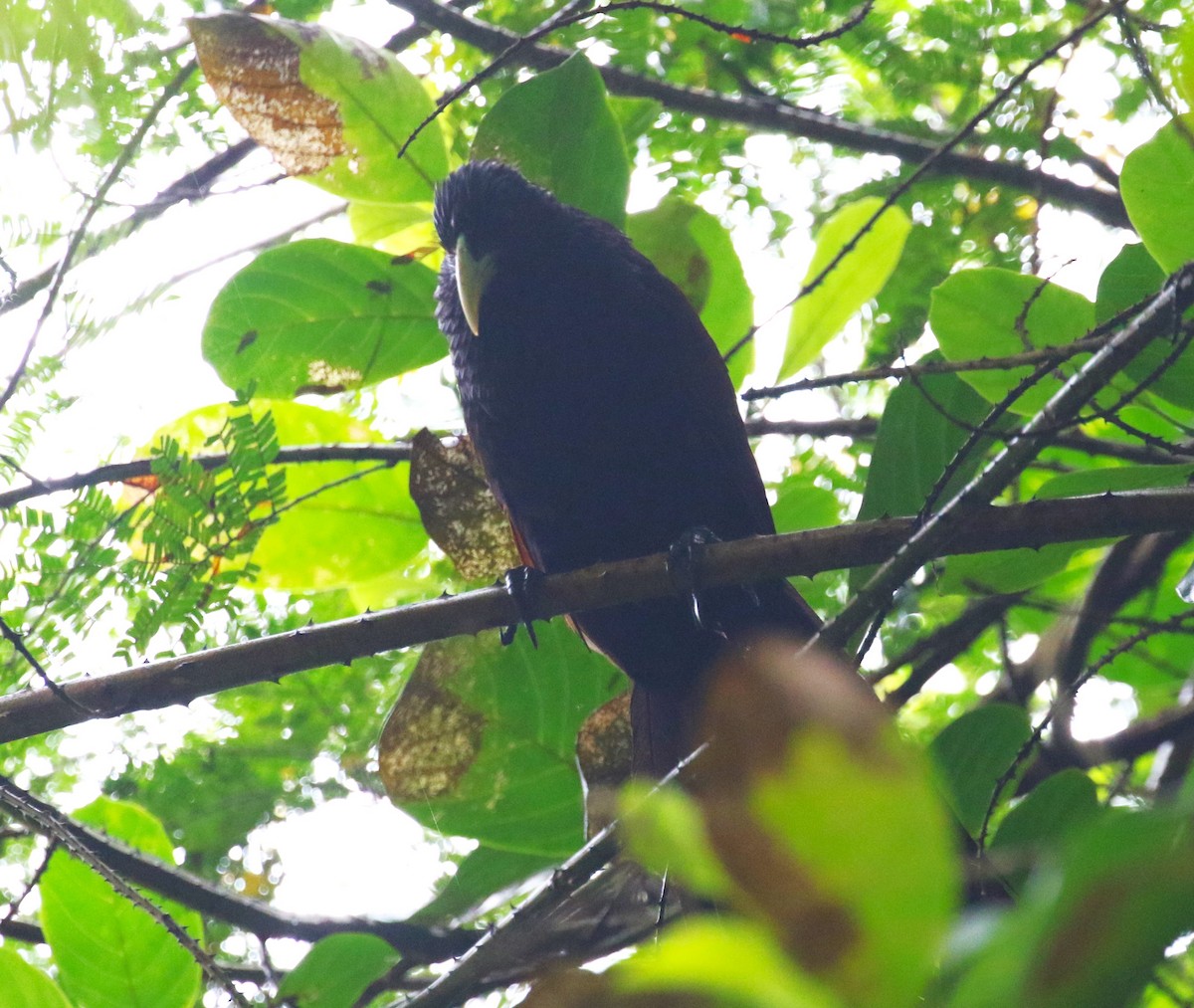 Green-billed Coucal - ML620219431