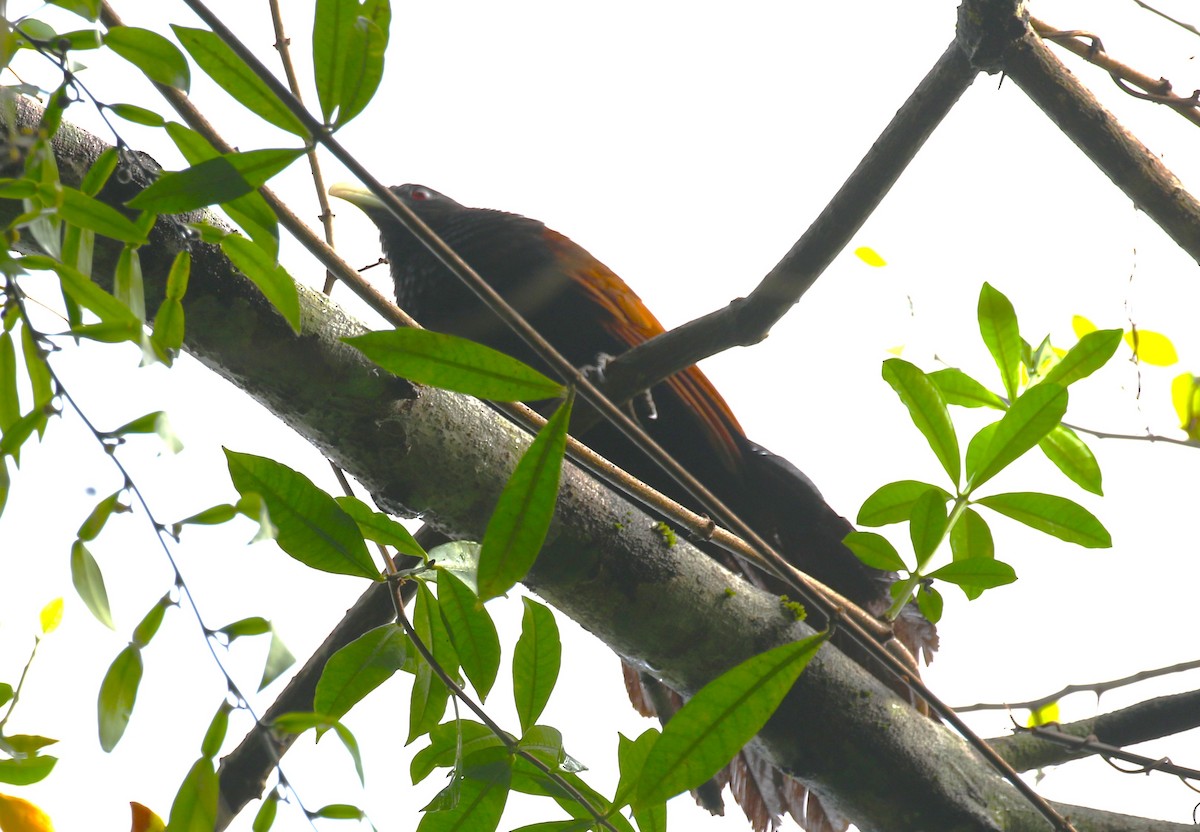 Green-billed Coucal - ML620219432