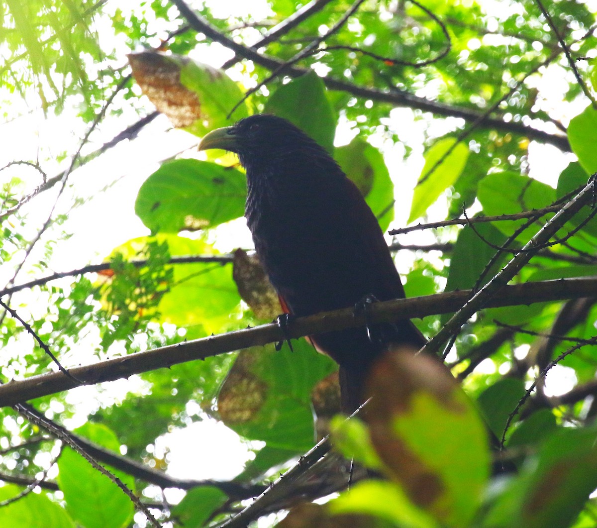 Green-billed Coucal - ML620219433