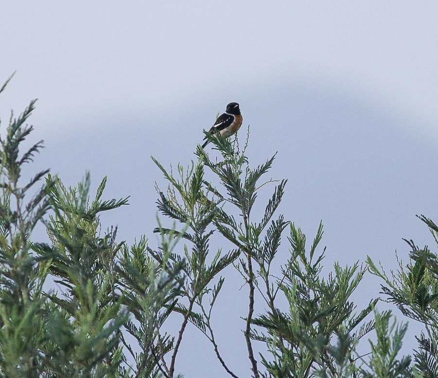 Siberian Stonechat - ML620219435