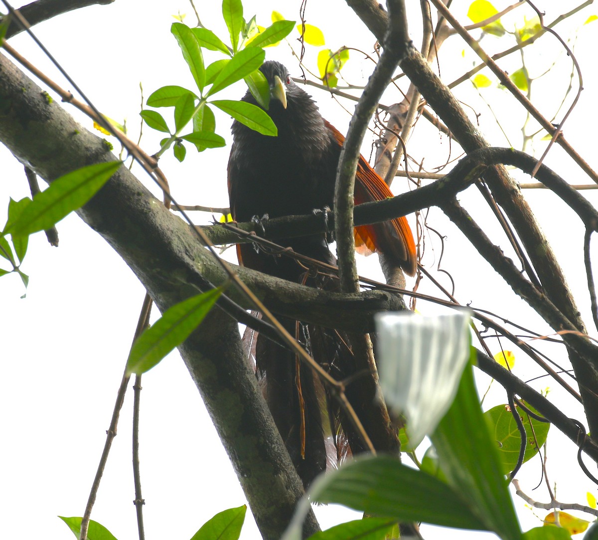 Green-billed Coucal - ML620219436