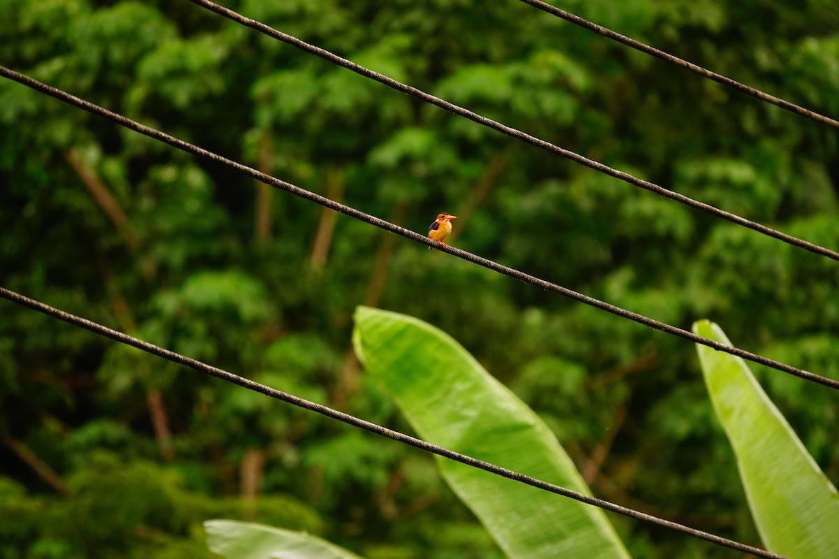 African Pygmy Kingfisher - ML620219437