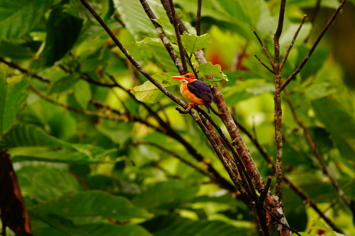 African Pygmy Kingfisher - ML620219438