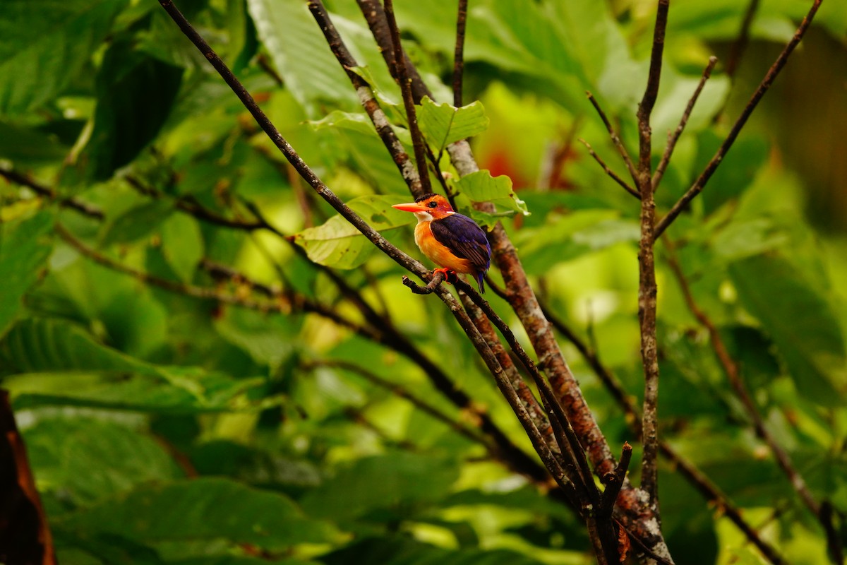African Pygmy Kingfisher - ML620219439
