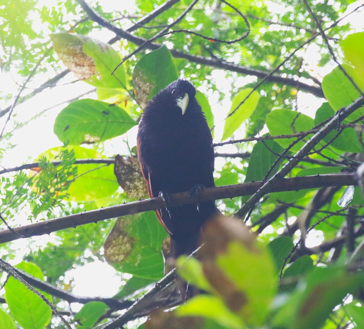 Green-billed Coucal - ML620219442