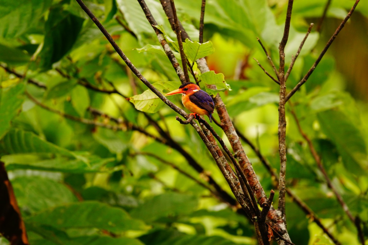 African Pygmy Kingfisher - ML620219443