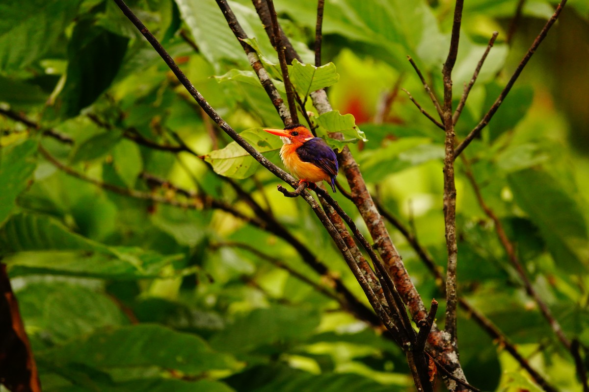 African Pygmy Kingfisher - ML620219444