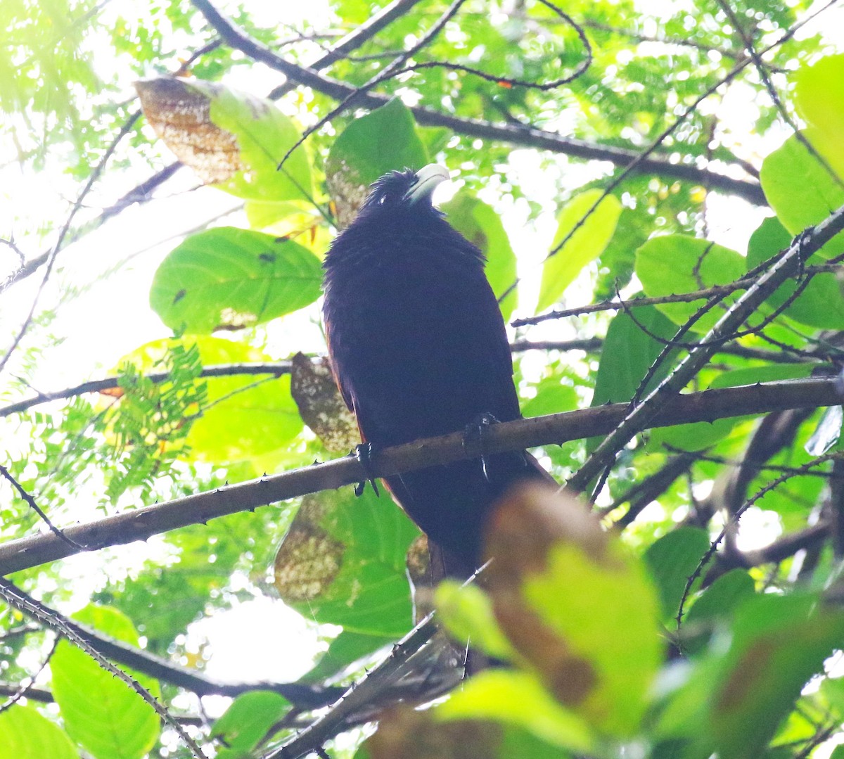 Green-billed Coucal - ML620219445