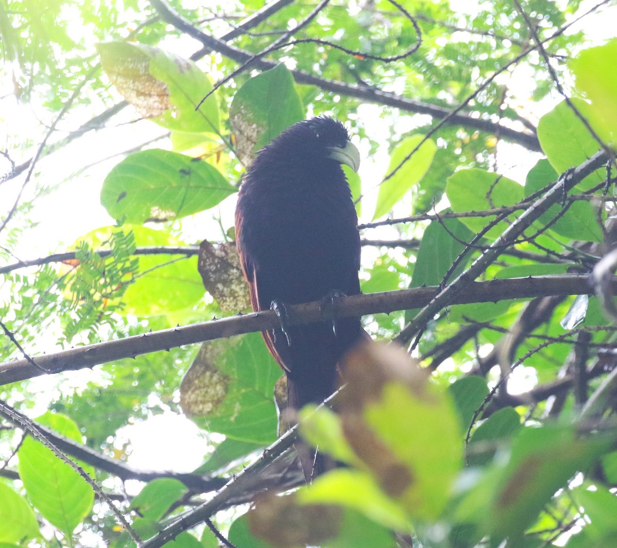 Green-billed Coucal - ML620219446