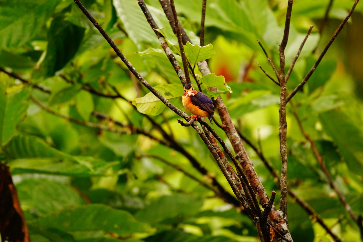 African Pygmy Kingfisher - Emily Denker