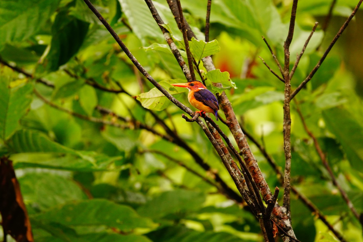 African Pygmy Kingfisher - ML620219448