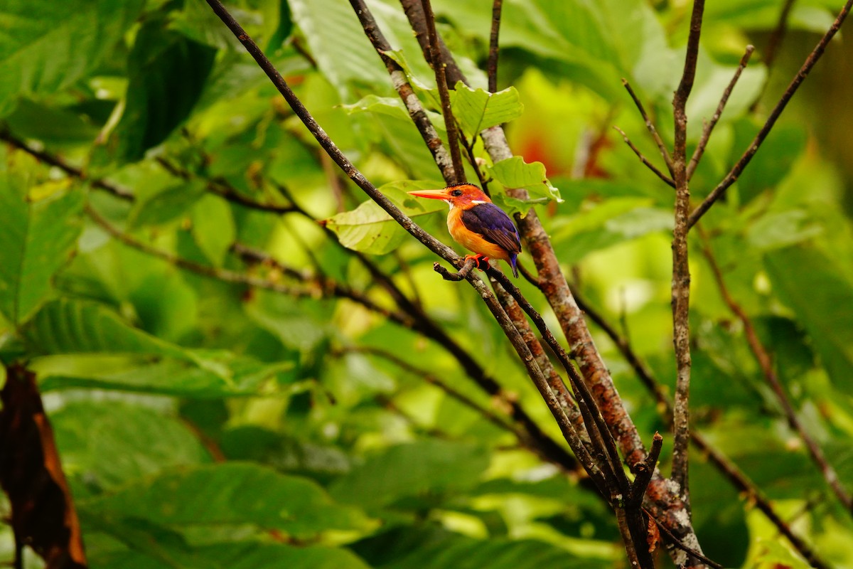 African Pygmy Kingfisher - ML620219449