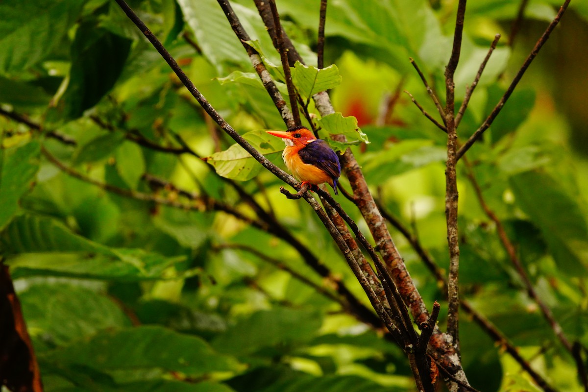 African Pygmy Kingfisher - ML620219450
