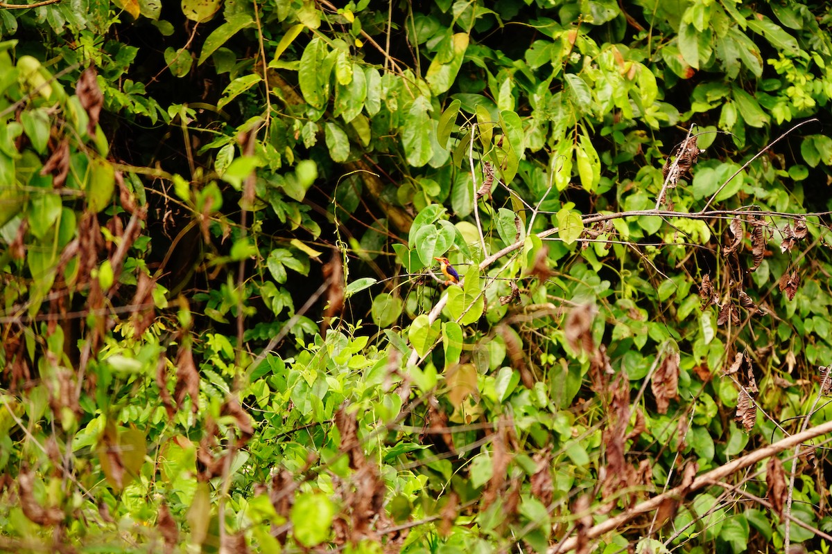 African Pygmy Kingfisher - ML620219451