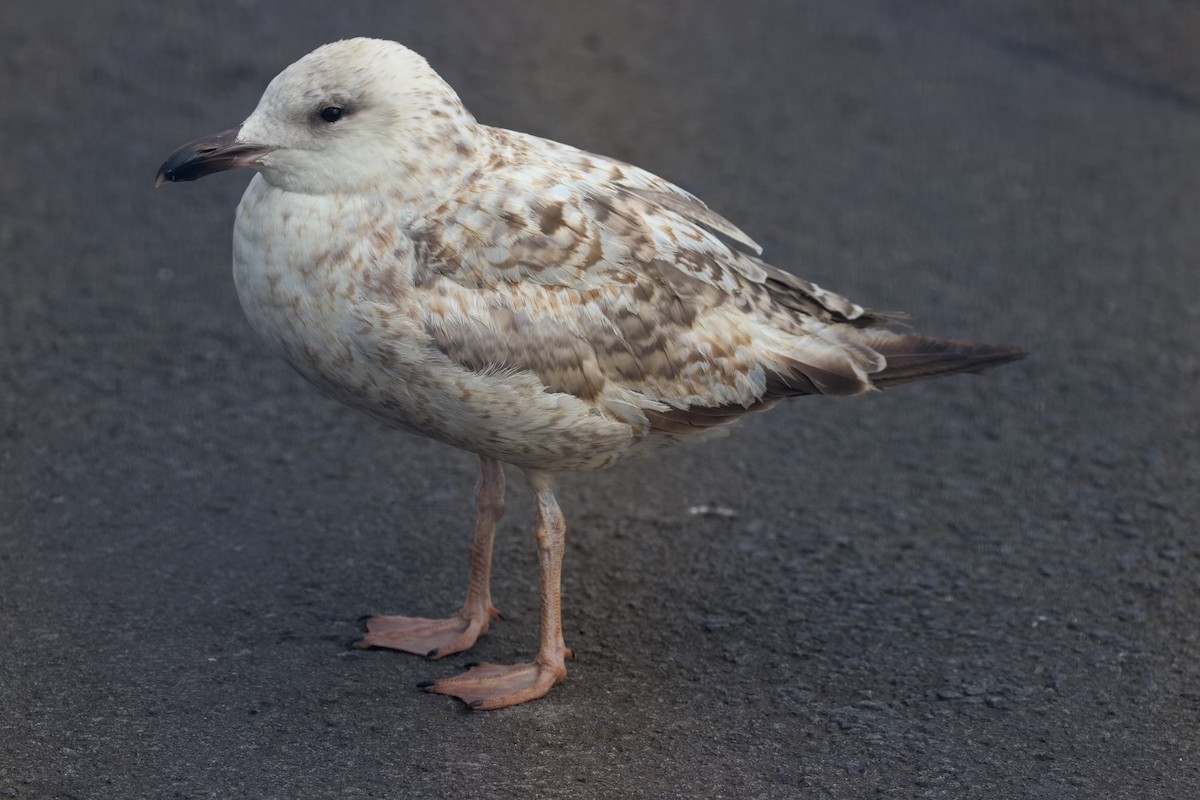 Gaviota Argéntea - ML620219452