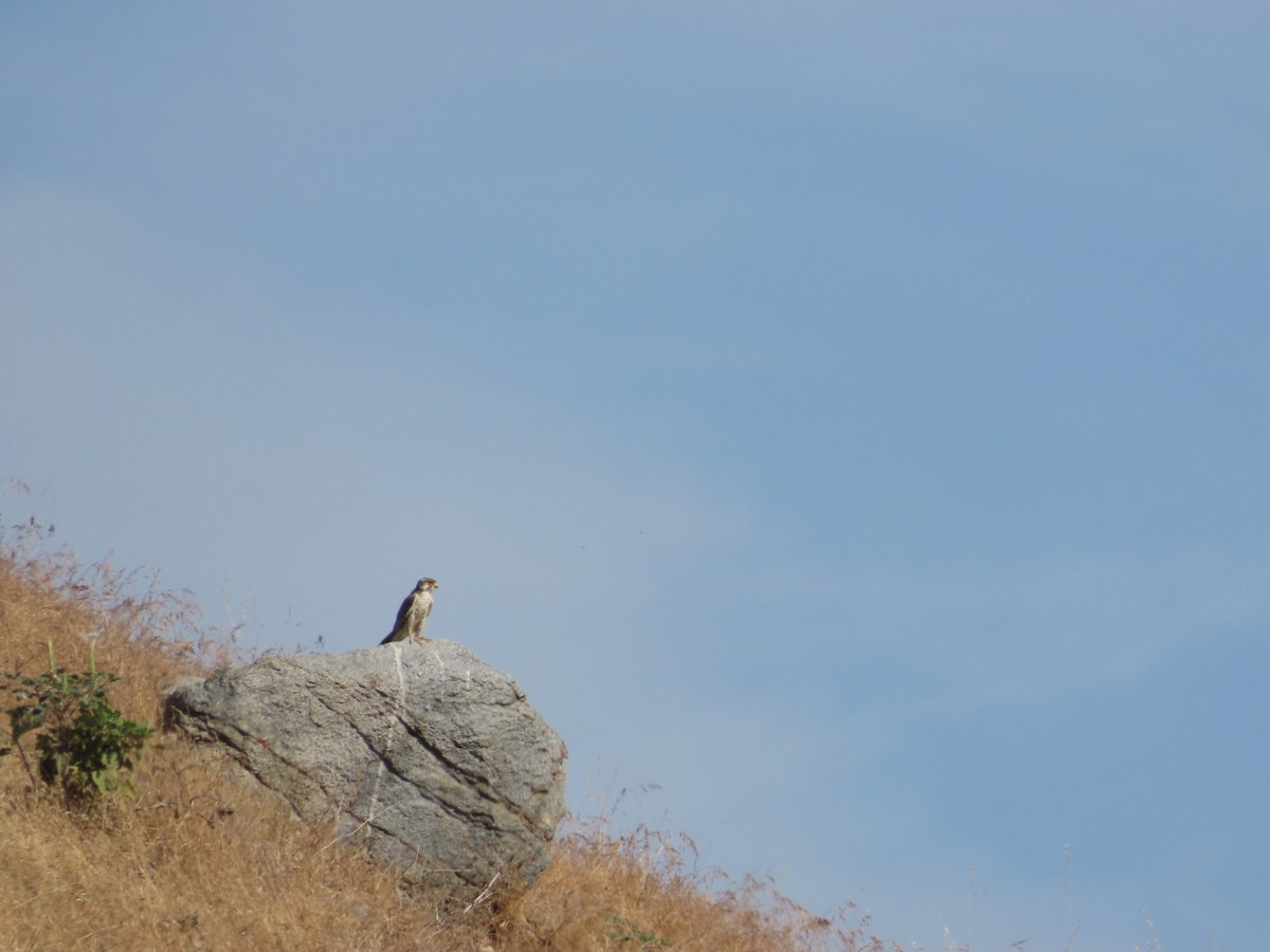 Prairie Falcon - ML620219474