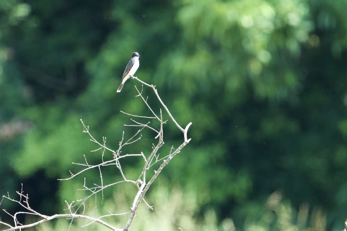 Eastern Kingbird - ML620219484