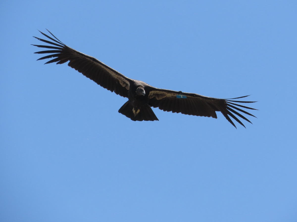 Condor de Californie - ML620219489