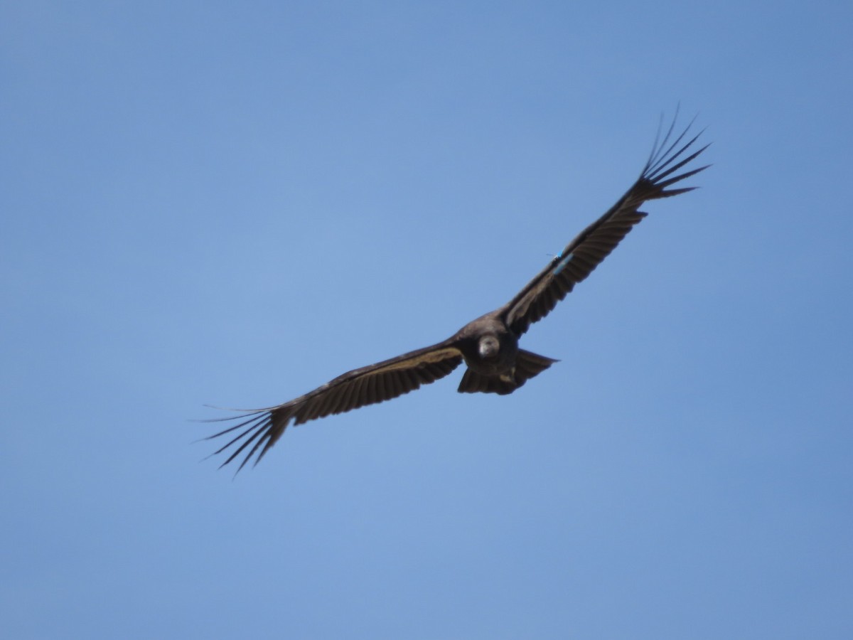 Condor de Californie - ML620219490