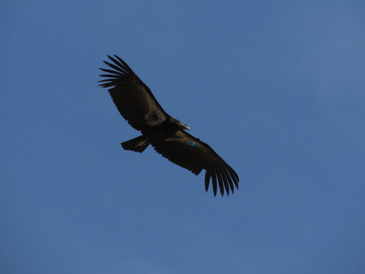 Condor de Californie - ML620219491
