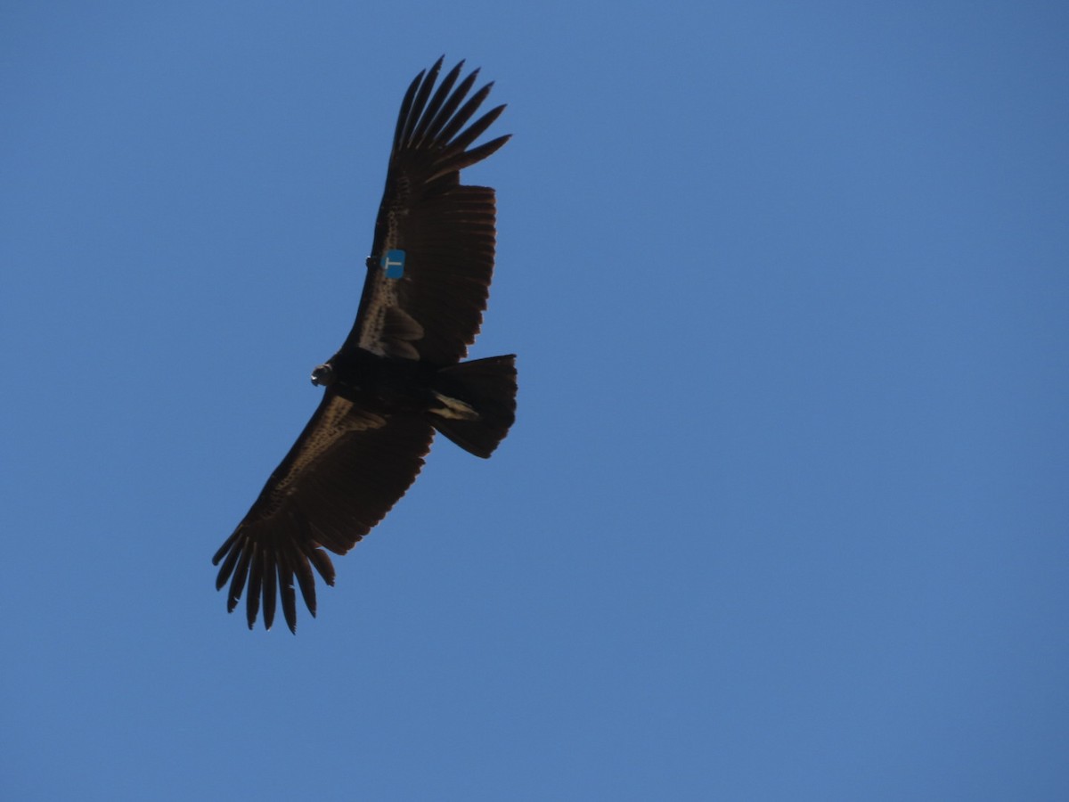 Condor de Californie - ML620219492