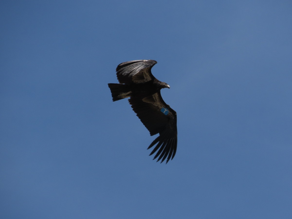 Condor de Californie - ML620219493