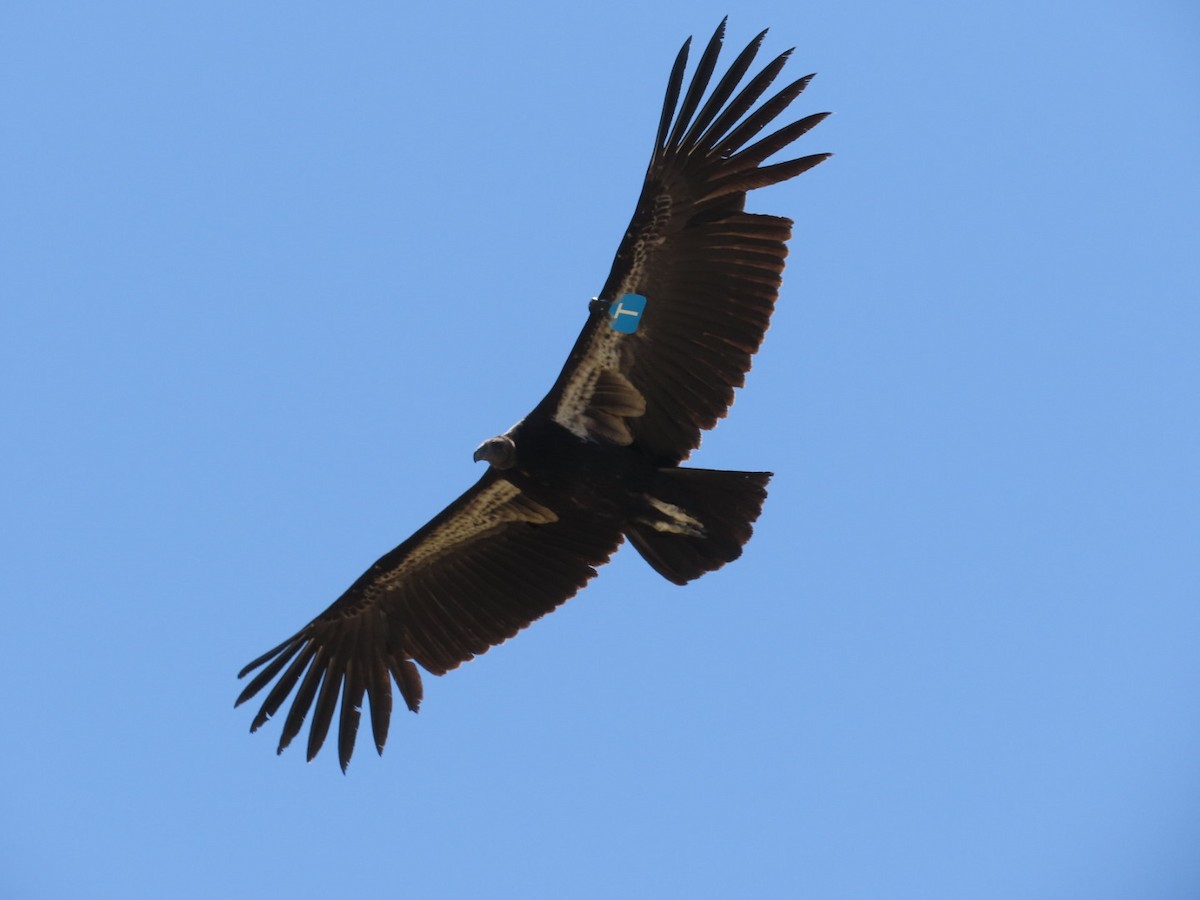 Condor de Californie - ML620219494