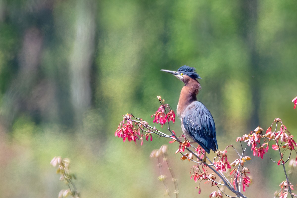 Green Heron - ML620219496