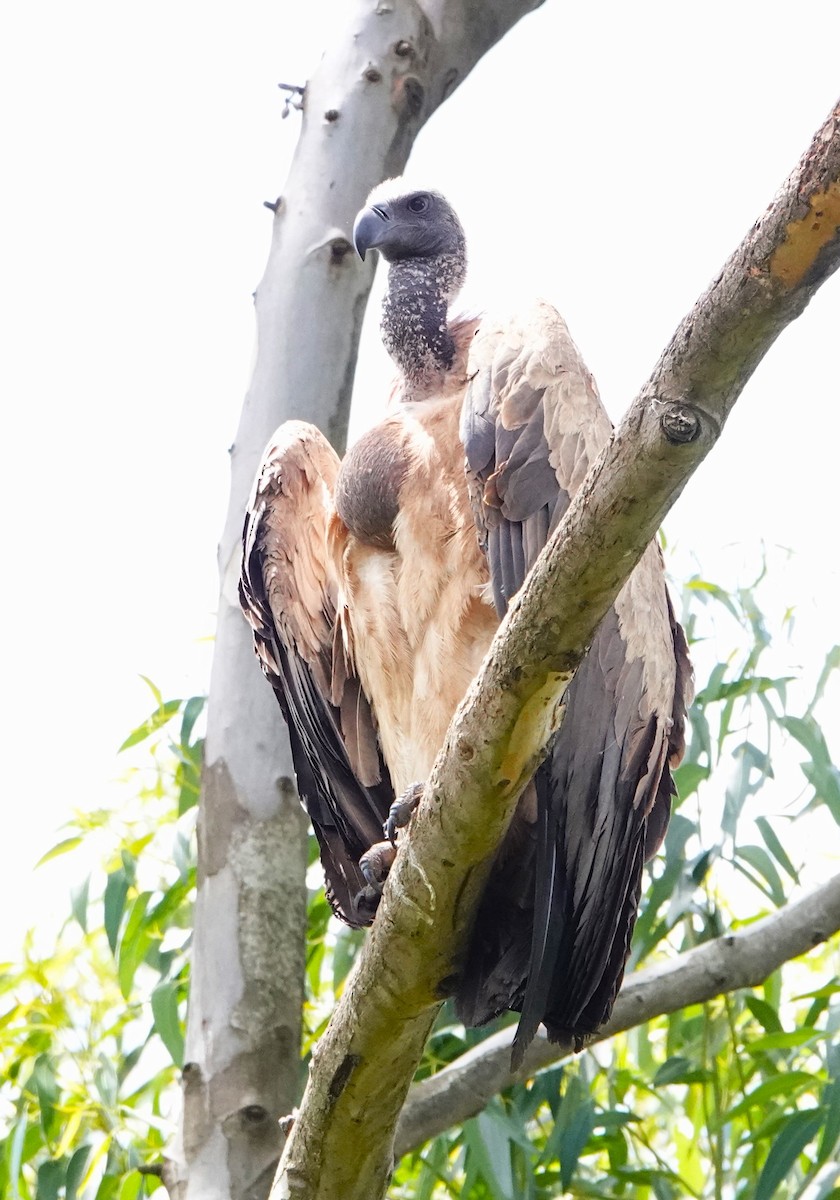 White-backed Vulture - ML620219497