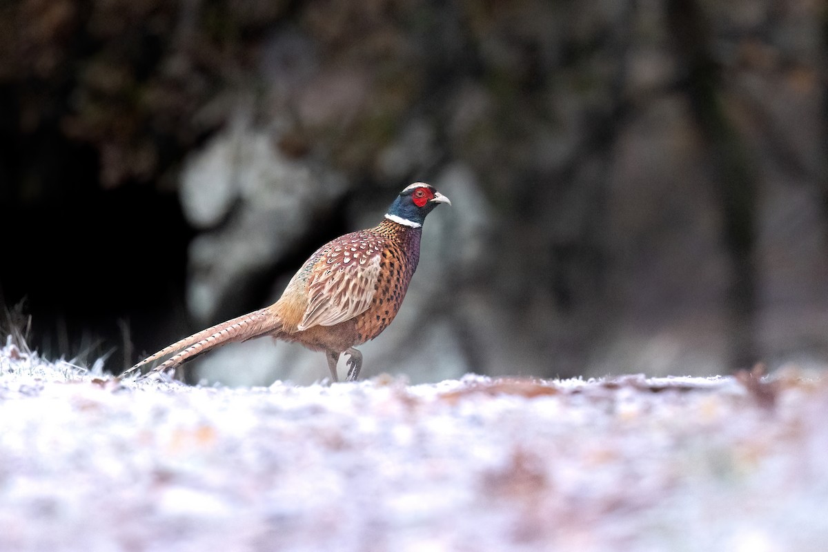 Ring-necked Pheasant - ML620219518