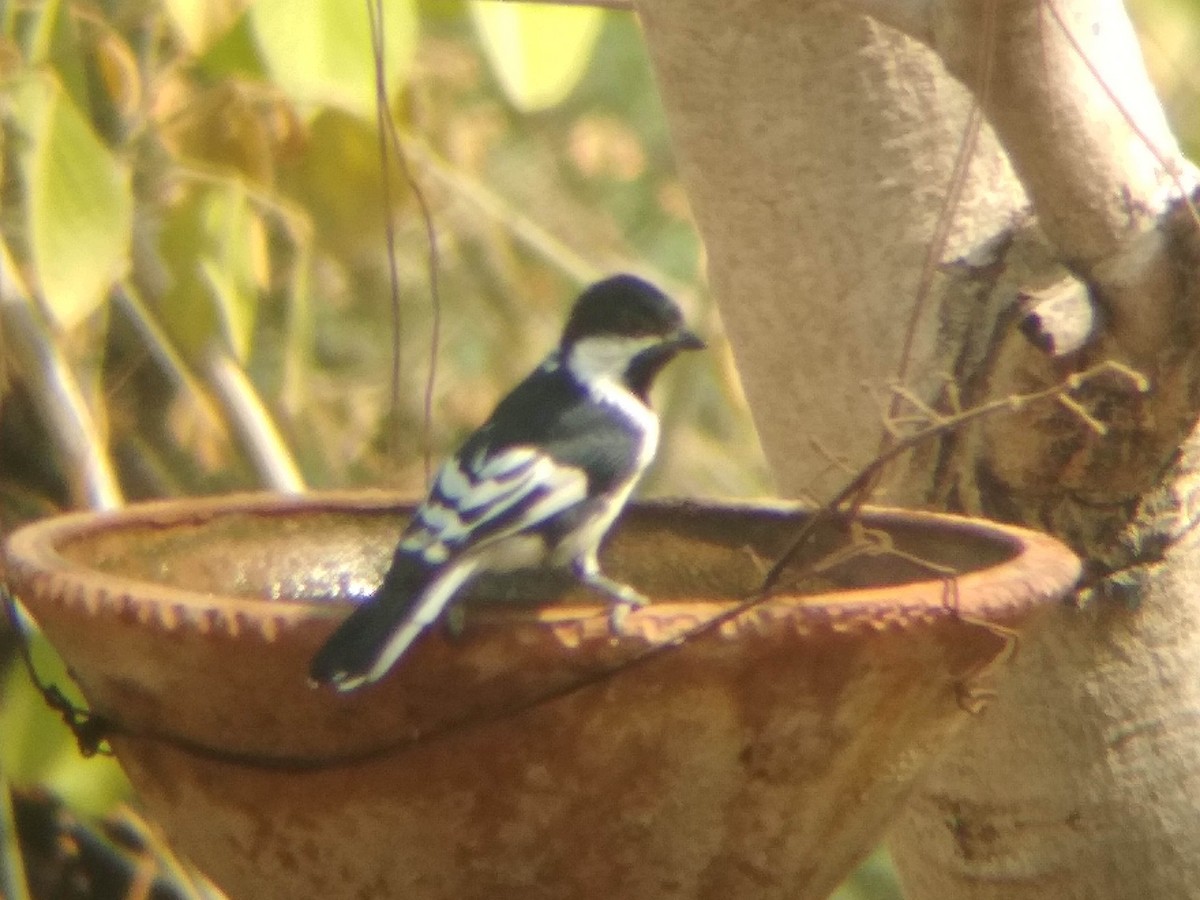 White-naped Tit - ML620219520