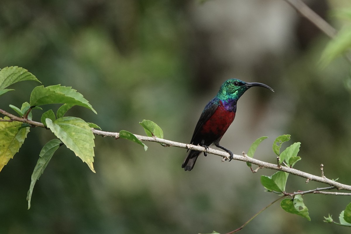 Grünscheitel-Nektarvogel - ML620219523