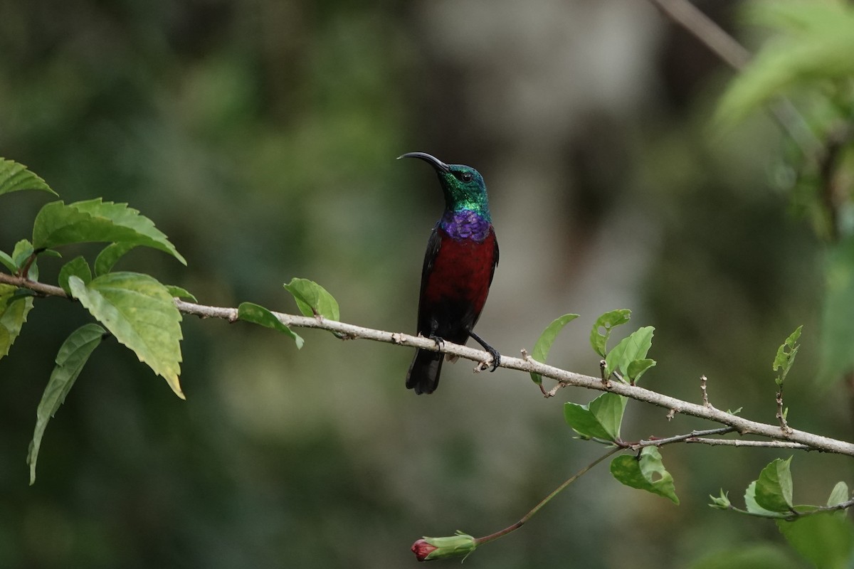 Grünscheitel-Nektarvogel - ML620219525