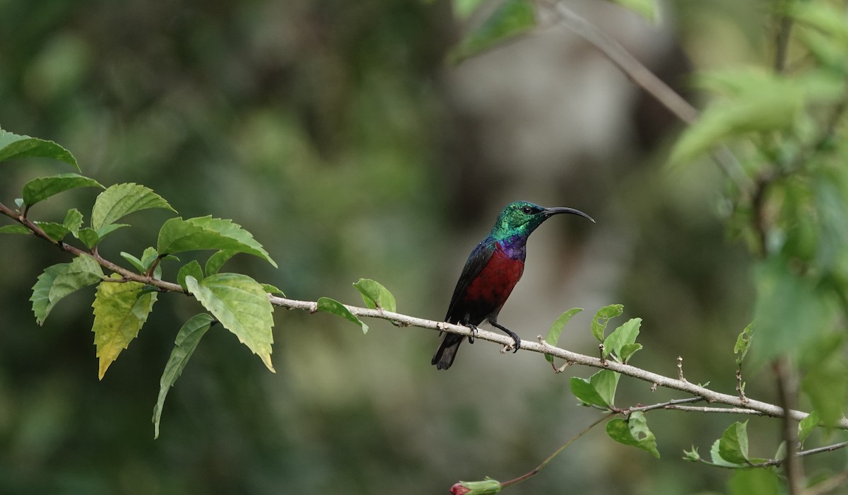 Grünscheitel-Nektarvogel - ML620219536