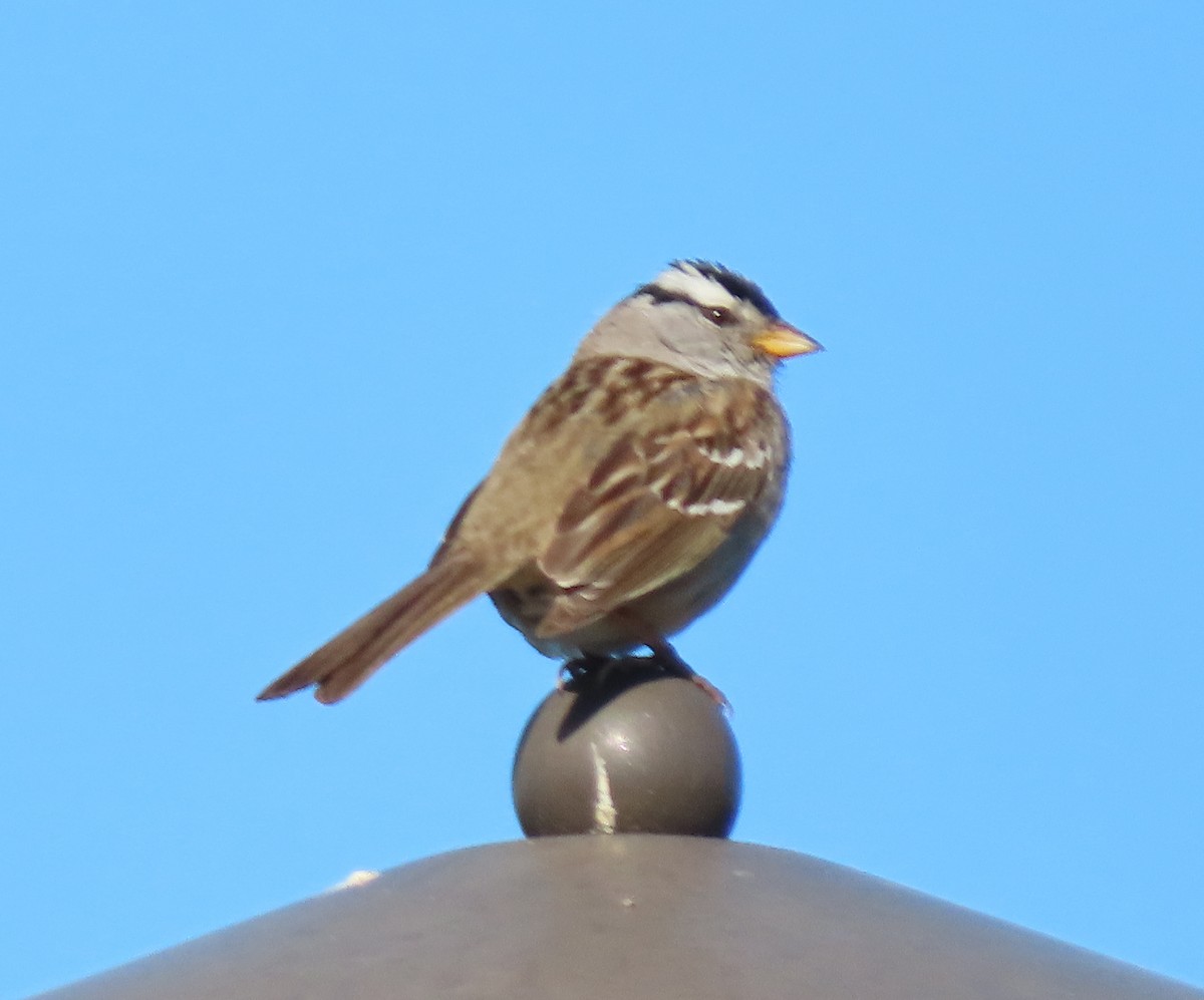 White-crowned Sparrow - ML620219537