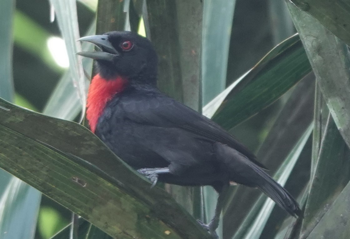 Blue-billed Malimbe - ML620219543